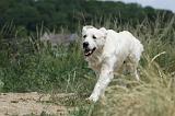 GOLDEN RETRIEVER 611